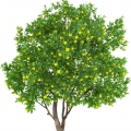 Lemon Tree